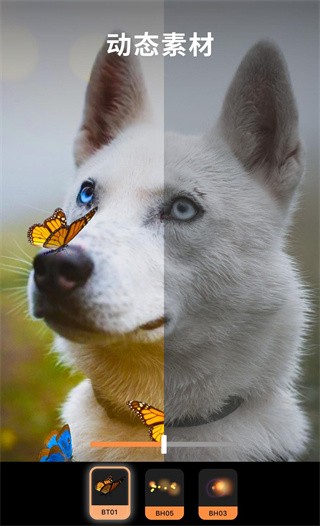 pixaloop安卓版截图3