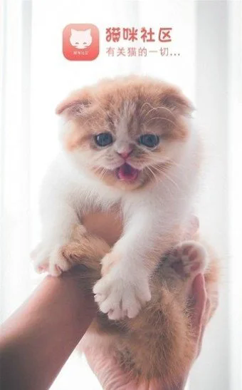 猫咪社区截图2