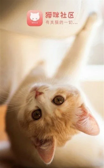 猫咪社区截图4